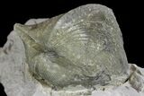 Pyrite Replaced Brachiopod (Paraspirifer) Fossil on Shale - Ohio #136655-1